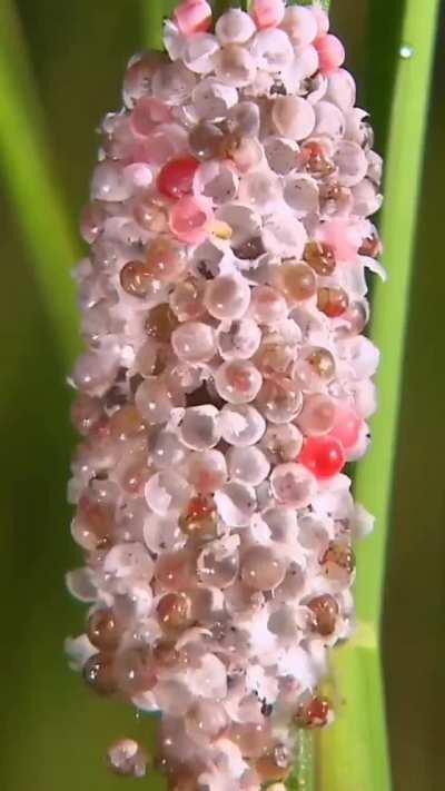 This is how a snail lays its eggs