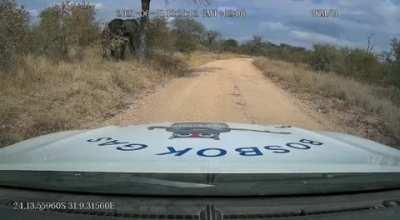 When Elephants Attack! A POV experience. (This vid is being shared on social media in SA)