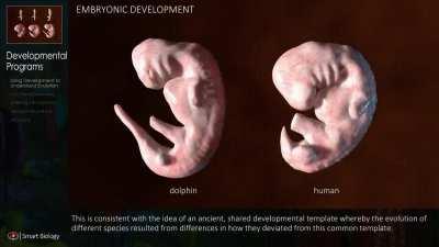 Comparison of Human and Dolphin Embryogenesis