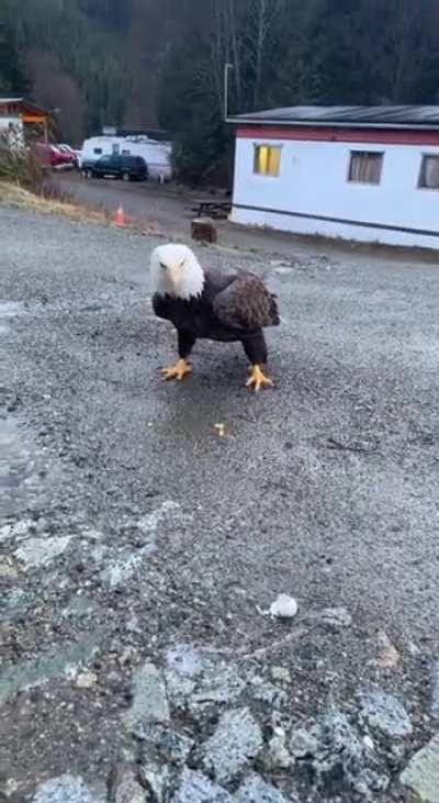 This Man's Encounter With A Bald Eagle