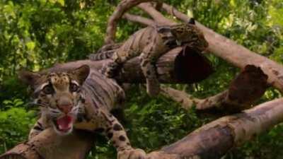 🔥 A clouded leopard and a camera