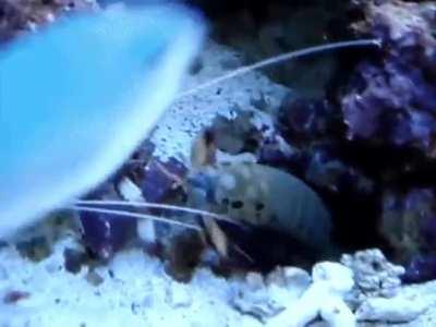 Shrimp tears off its own arm to give to an attacking Mantis shrimp.