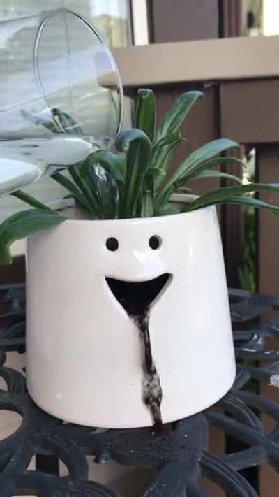 I think my plant has had too much to drink…