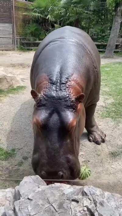 Hippo eating watermelon