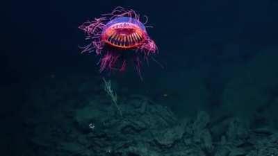 Halitrephes jellyfish