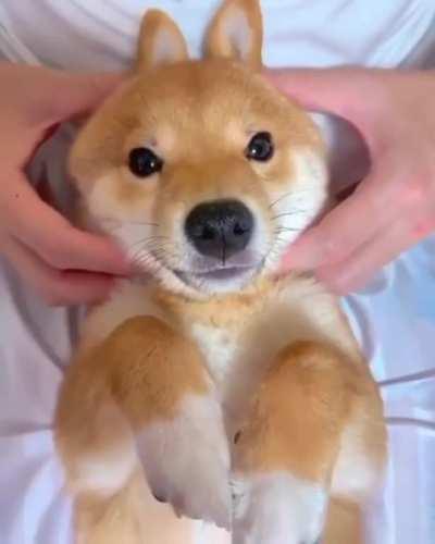 Fox, bunny or puppy?