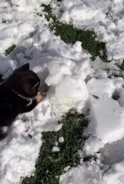 8 weeks old Shiba meets snow for the first time ❄️⛄️💜