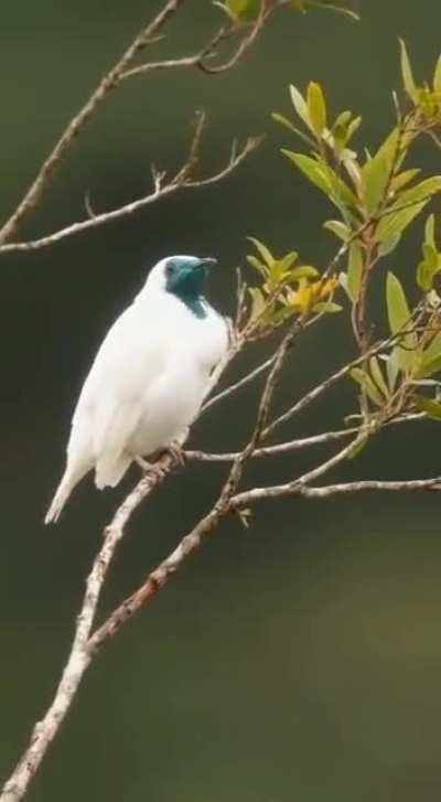 Smoking bird as it is popularly called - A bare throated Bellbird