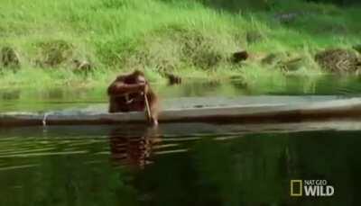 🔥 just an Orangutan rowing a boat