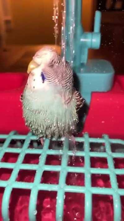 Name a cleaner, happier birb on earth. I dare you.