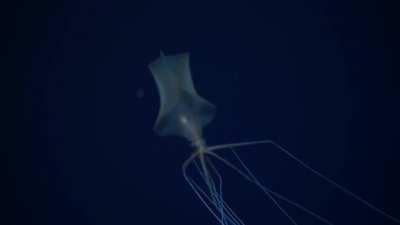 Rare Sighting of the Magnapinna (Bigfin Squid)