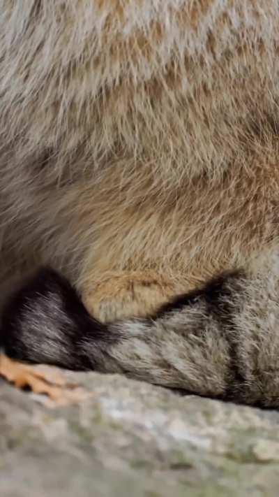 🔥Thomas O'Malley the Pallas Cat being so done