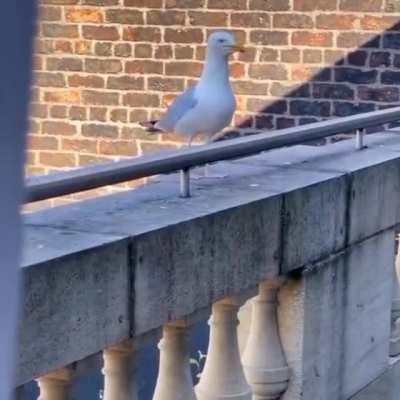 Seagull and dog conversation