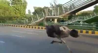 How did an Ostrich get loose on Canal Road, Lahore?