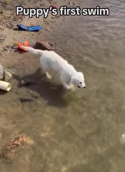 Puppy's first swim