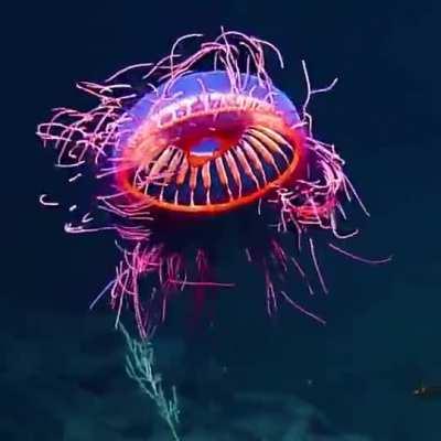 🔥 This jellyfish found at a depth of 1225 m off the coast of California