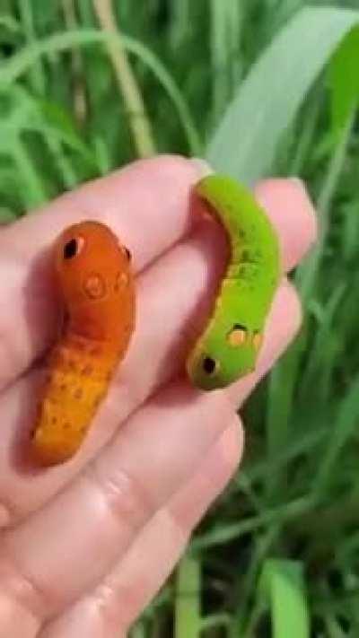 Swallowtail caterpillars mimicking snake heads