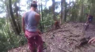 Orangutan holds woman hostage for fruit