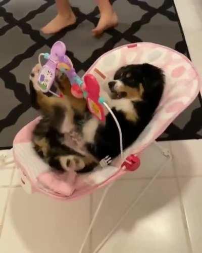 Puppy playing in a baby chair