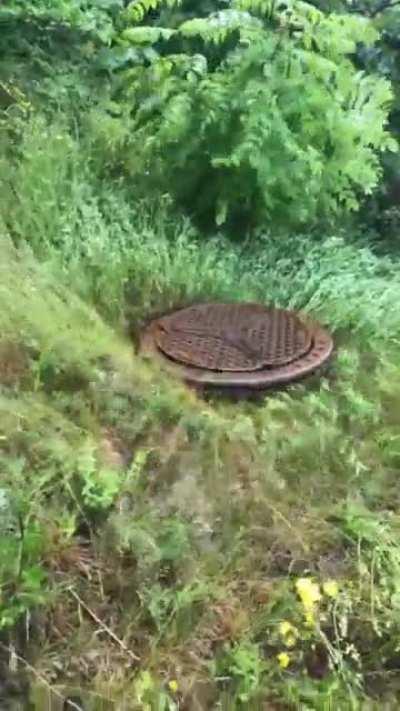 Racist homophobic man hole found in forest