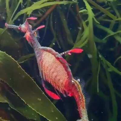 🔥 Weedy Sea Dragon (Phyllopteryx taeniolatus) spotted on the east coast of Tasmania.