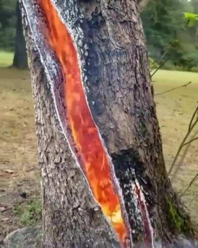 A tree on fire after a lightning strike