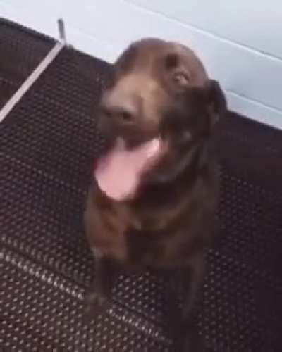 Choco lab is super excited