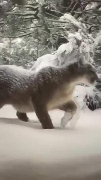 My GFs neighbors had a visitor yesterday (Boulder, CO)