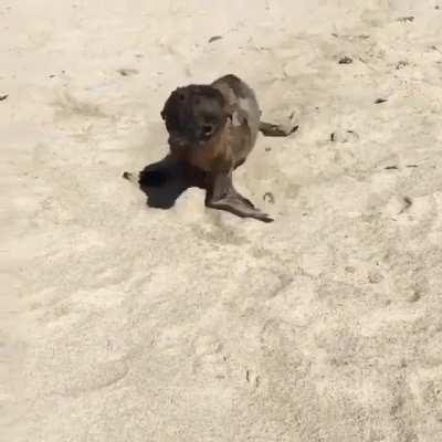 Curious little water doggo coming to say hello