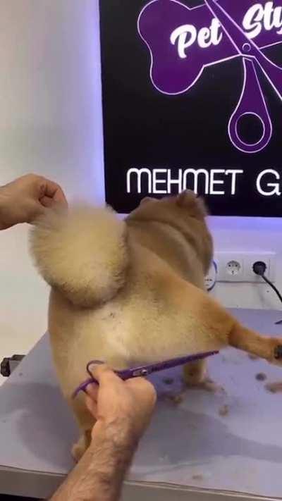 Cute puppy gets a trim