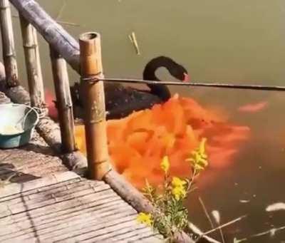 Fishes carrying a duck