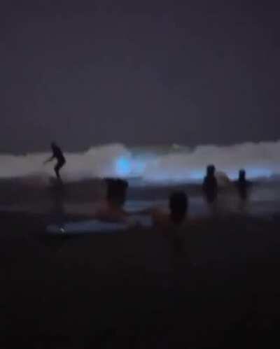 Surfing and swimming in a sea of bioluminescent algae