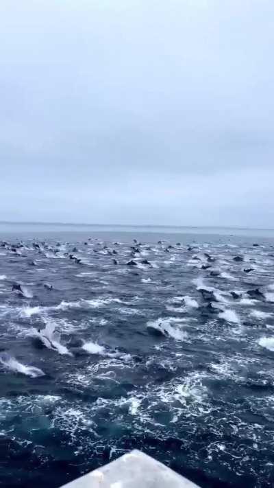 🔥A Pod of Dolphins🐬