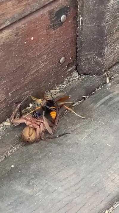 Wasp vs Spider (looks like the wasp is winning)