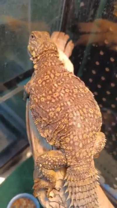 Reptile belly dance