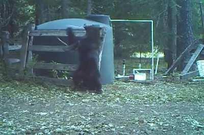 Bear gets hit in the nuts for messing with the water tank