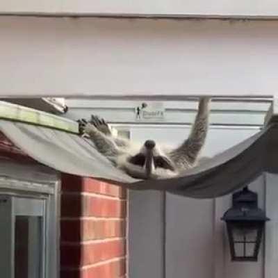 Worlds laziest raccoon finds makeshift hammock, refuses to get out of bed.