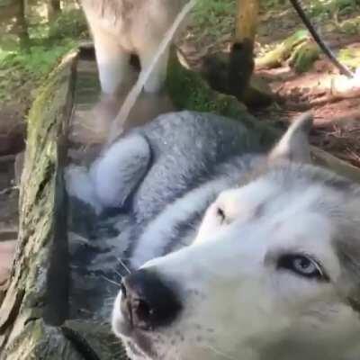 This husky loves bath time