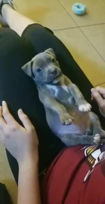 Little pupper's belly