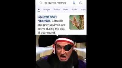 Squirrels don't hibernate?