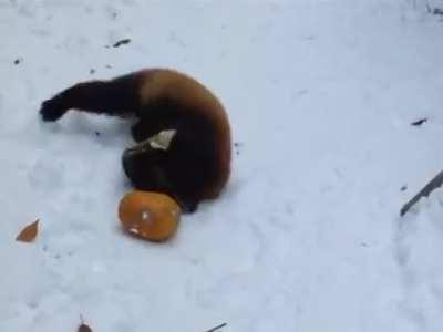 cute RedPanda playing with pumpkin in snow