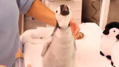 A month old, 2 pound emperor penguin gets feeding!