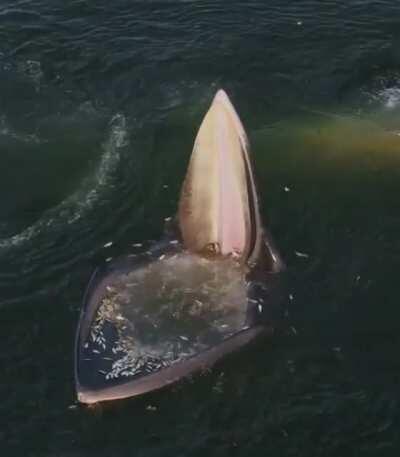 🔥 An Eden’s whale trap feeding.