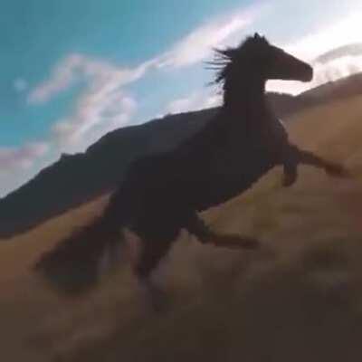 HMFT after I take drone shots of this horse