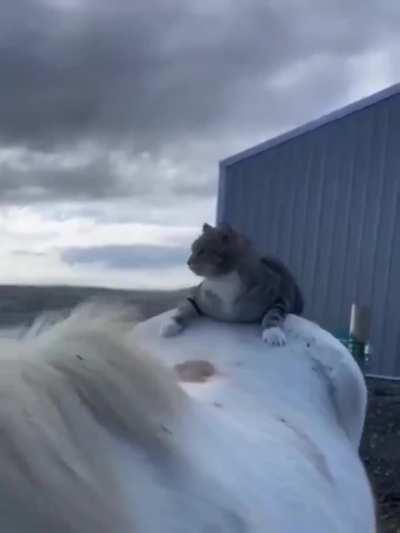 Horse waits patiently for the cat to jump on its back and takes kitty for a ride..