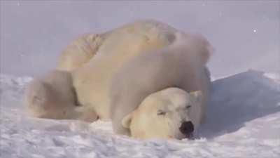 🔥 Mother Polar Bear Dealing With Her Cubs 🔥