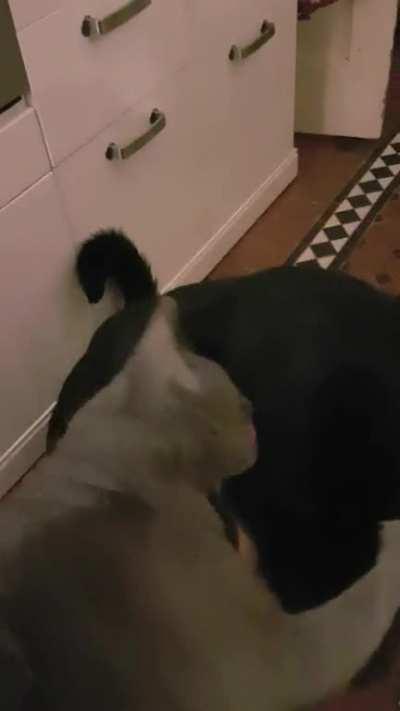 Buster the cat lover in action - he loves our cats and they love him. This is mother cat Junior giving him a thorough grooming in our kitchen.