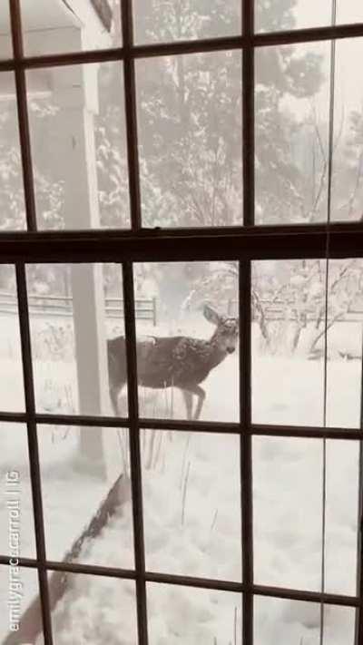 🔥 Just some Winter deer in search of a Santa Claus.