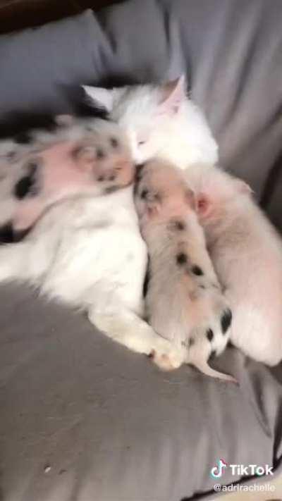 Piggies think a cat is their mom