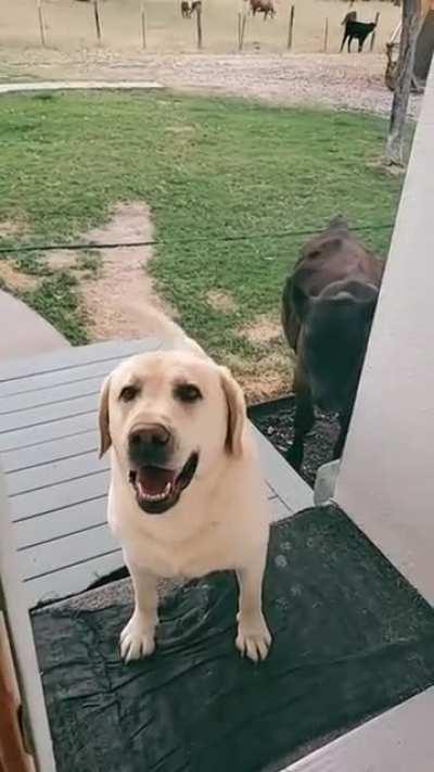 This Doggo trying to invite his cow friend.